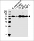 CF150 Antibody  (Center)
